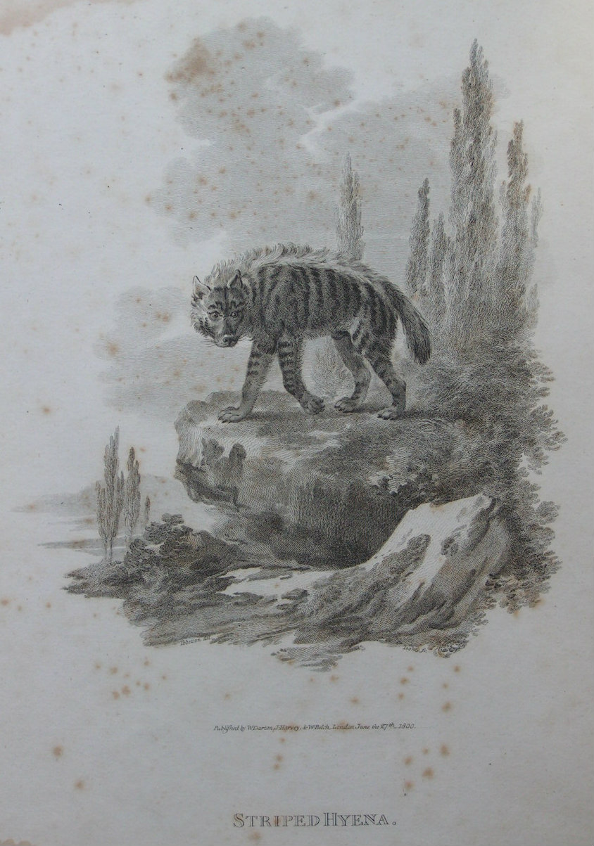 Print - Striped Hyena - Tookey